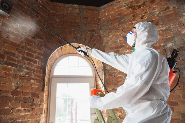  , USA Mold Removal & Remediation Pros